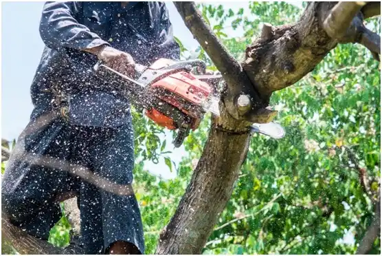 tree services Cornelius